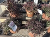 Potted shrubs for sale with wine-red foliage.