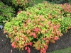 rounded dwarf shrub with red-tinged foliage