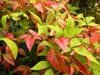 Nandina domestica 'Fire Power'