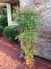 Nandina domestica