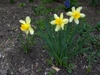 Form