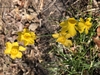 Flowers - February - Wake Co., NC