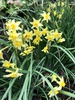 Narcissus x odorus