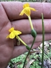 Hand cradling an inflorescence w/ 2 flowers w/ inferior ovaries