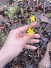 Hand grasping an inflorescence w/ 2 flowers w/ inferior ovaries