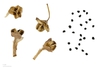Capsule fruit and seeds.