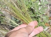 Leaf detail
