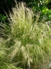 Form- Springs Preserve Garden NV