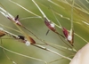 Flower detail in April