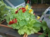Tropaeolum majus