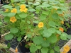 Tropaeolum majus