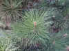 Pine needles  in April in Salt Lake City, Utah