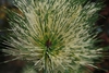 Variegated color Pine needles in August in Beltsville, Maryland