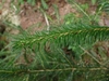 Needles in August in British Columbia, Canada