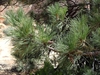 Pine needles at branch tips in Gifford Canyon in Utah
