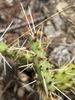 Needles in June in Jackson County, Missouri