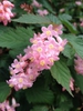 Neillia sinensis