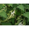 Flowers and leaves
