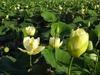 Nelumbo lutea