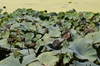 Nelumbo lutea