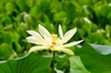 Nelumbo lutea