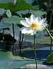 Nelumbo lutea