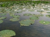Nelumbo lutea