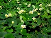 Nelumbo lutea