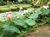 Nelumbo nucifera along pond edge