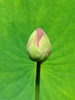 Nelumbo nucifera bud in summer