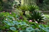 Nelumbo nucifera in a Japanese Garden
