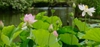 Nelumbo nucifera in the landscape