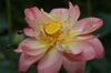 Nelumbo nucifera with bees