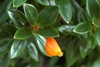 Small shiny leaves and a puckered orange & yellow tubular flower
