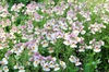 Nemesia strumosa