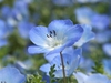 Nemophila menziesii