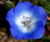 Nemophila menziesii