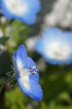 Nemophila menziesii