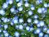 Nemophila menziesii