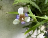 Trimezia gracilis in flower.