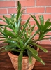dark green rosette of strap-like leaves