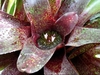 Rosette holding water; white flowers emerging above the water.