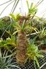 Several rosette plants growing on a post covered in palm fiber.