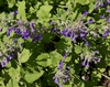 Form
