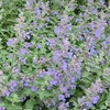 Nepeta 'Walker's Low'