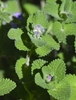Leaves with scalloped edges and fuzzy texture