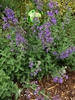 habit, spring, Durham County, NC