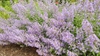 Nepeta x faasenii