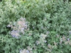 Nepeta x faasenii