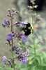 Nepeta x faassenii 'Walker's Low'